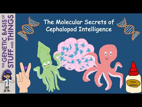 The genes that unlocked the secret to cephalopod intelligence