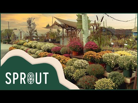 Growing A Greener World: The Rise of Urban Farms | Sprout