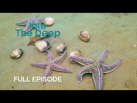 How AI is Revolutionising Deep Ocean Research | Into The Deep | BBC Earth