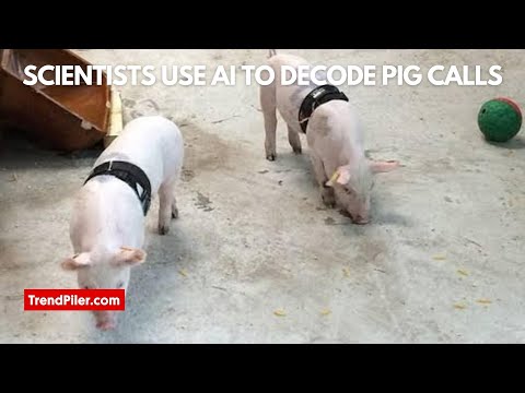 Scientists use AI to decode pig calls.