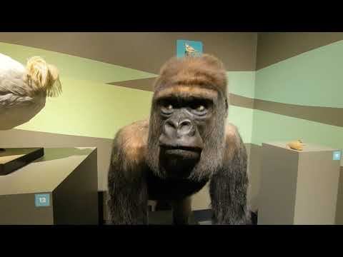 Buffalo Museum of Science Virtual Tour: Rethink Extinct