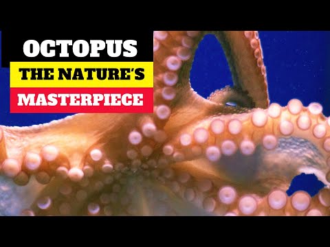 Understanding The Biology of Octopuses | Octopus The Astonishing Hunters of the Deep Sea