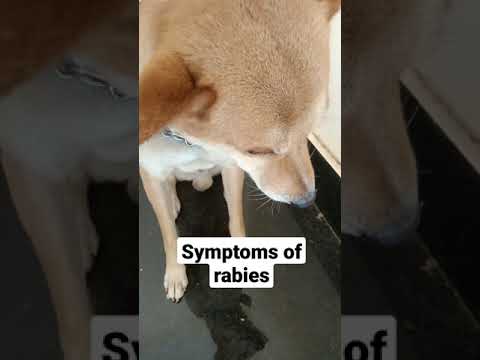 Symptoms of rabies in dogs😥pls take care before it will be late|dog rabies|dog bite|attack |shorts