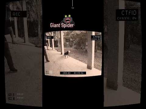 Scariest things caught on camera 📸🤳 || Giant Spider #shorts #giant #scary