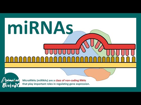 micro RNA | What is microRNA (miRNA)? | How miRNAs work? | How miRNAs are detected experimentally?