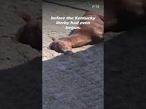 The Horse Death Toll at Churchill Downs #shortsyoutube