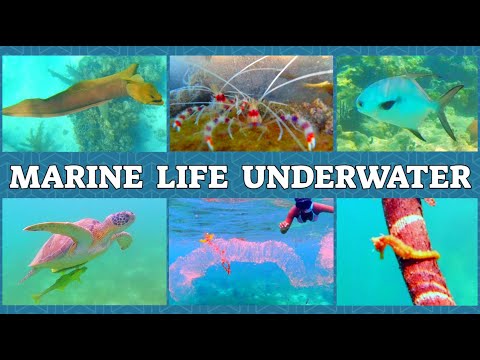 Exploring the Wonders of Marine Life Underwater