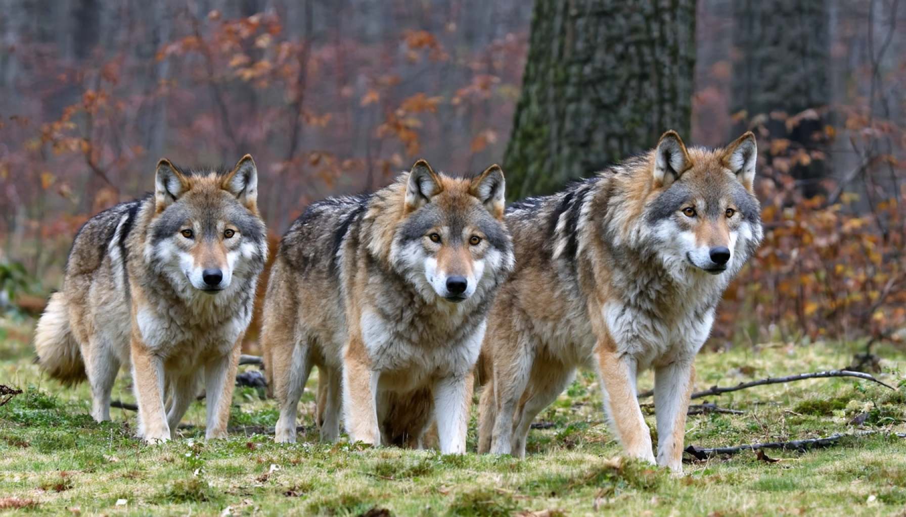 Investing in Wolves? The Rise of 'Wolf Stock'!